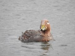 Tachyeres patachonicus