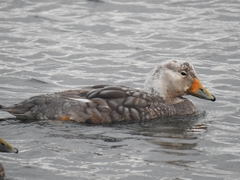 Tachyeres patachonicus