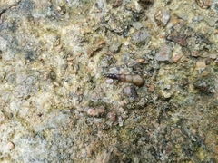 Thiaridae