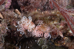 Phyllodesmium serratum