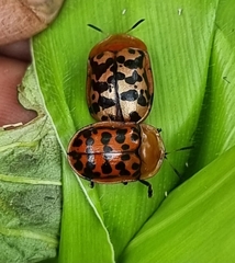 Conchyloctenia punctata