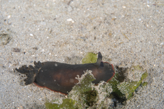 Dendrodoris arborescens