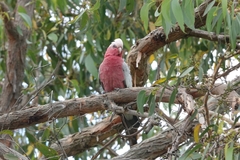 Eolophus roseicapilla albiceps