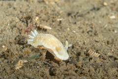 Goniobranchus epicurius