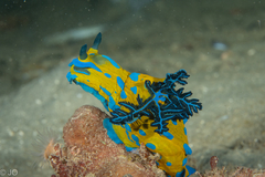 Tambja verconis