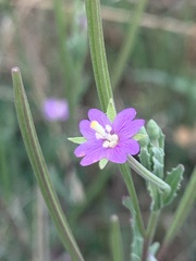 Epilobium billardiereanum
