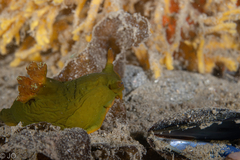 Tambja dracomus