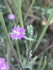 Epilobium billardiereanum