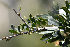 Searsia longispina