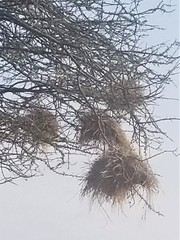 Histurgops ruficauda