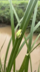 Heterixalus betsileo