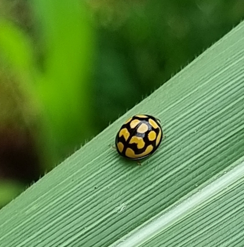 Lunate Lady Beetle