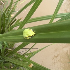 Heterixalus betsileo