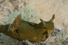 Tambja dracomus