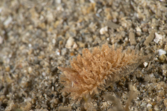 Janolus hyalinus