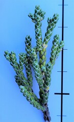 Helichrysum intermedium