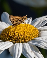 Hylephila fasciolata