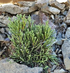 Helichrysum intermedium