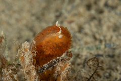 Madrella ferruginosa