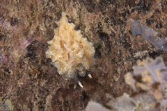 Polybranchia pallens