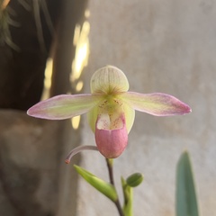 Phragmipedium