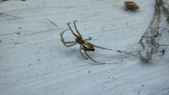 Cyrtophora cicatrosa