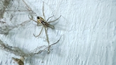 Cyrtophora cicatrosa