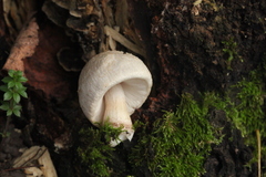 Pluteus leucoborealis