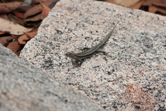 Concinnia tenuis