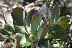 Cotyledon velutina