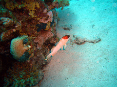 Epinephelus fasciatus