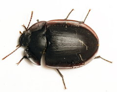 Pterohelaeus piceus