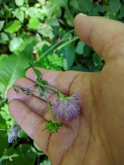 Knautia dipsacifolia