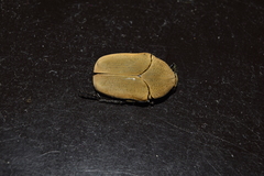 Hologymnetis cinerea