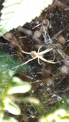 Cyrtophora cicatrosa