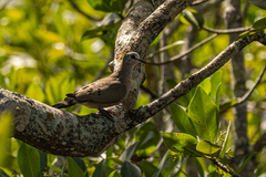 Turtur abyssinicus