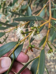 Eucalyptus utilis