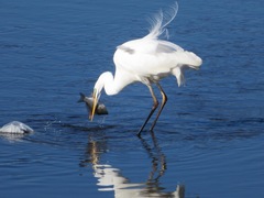 Ardea alba