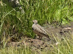 Thinocorus orbignyianus