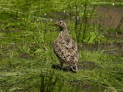 Thinocorus orbignyianus