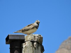 Thinocorus orbignyianus