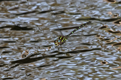 Austroaeschna pulchra