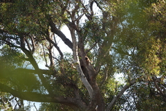 Eucalyptus marginata marginata