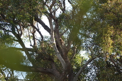 Eucalyptus marginata marginata