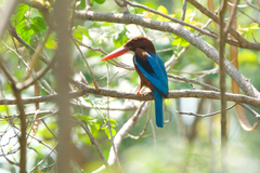 Halcyon smyrnensis perpulchra