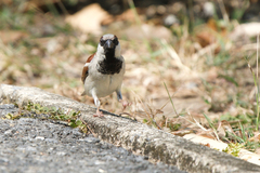 Passer domesticus indicus