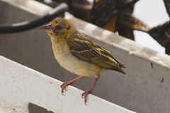 Mirafra rufocinnamomea