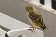 Mirafra rufocinnamomea