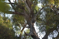 Eucalyptus marginata marginata