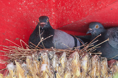 Columba livia domestica
